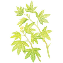 Cargar imagen en el visor de la galería, Yamamoto Kampo 100% Sweet Tea 3g*20 Sachets, Slightly Sweet, Non-Caffeinated Tea Bags, Popular During Pollen Season.